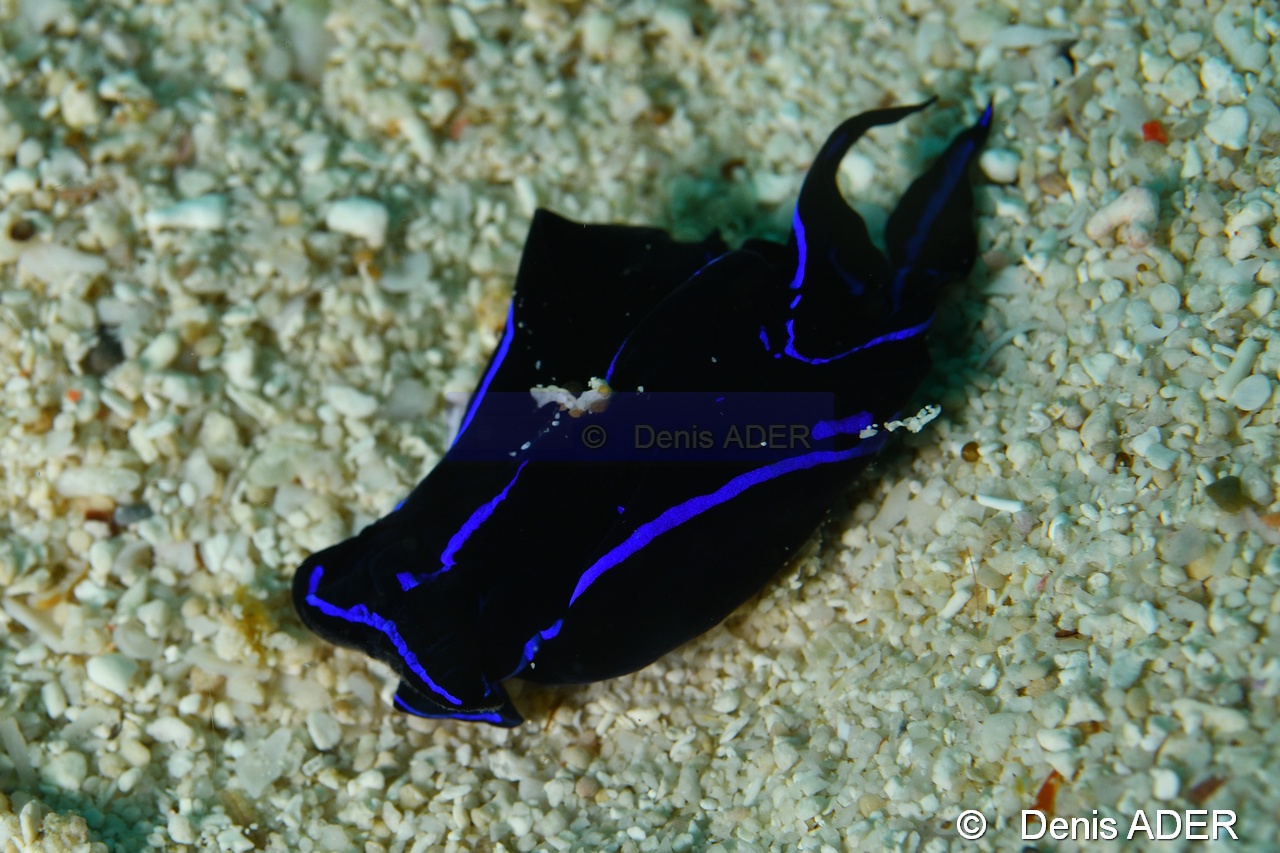 Chelidonura varians-Liwutonkidi Island 2-19m-20180604-Denis-ADER-DSC_3999_tn.jpg